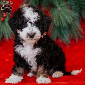 Winston, Mini Bernedoodle Puppy